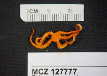 Media type: image; Invertebrate Zoology 127777
